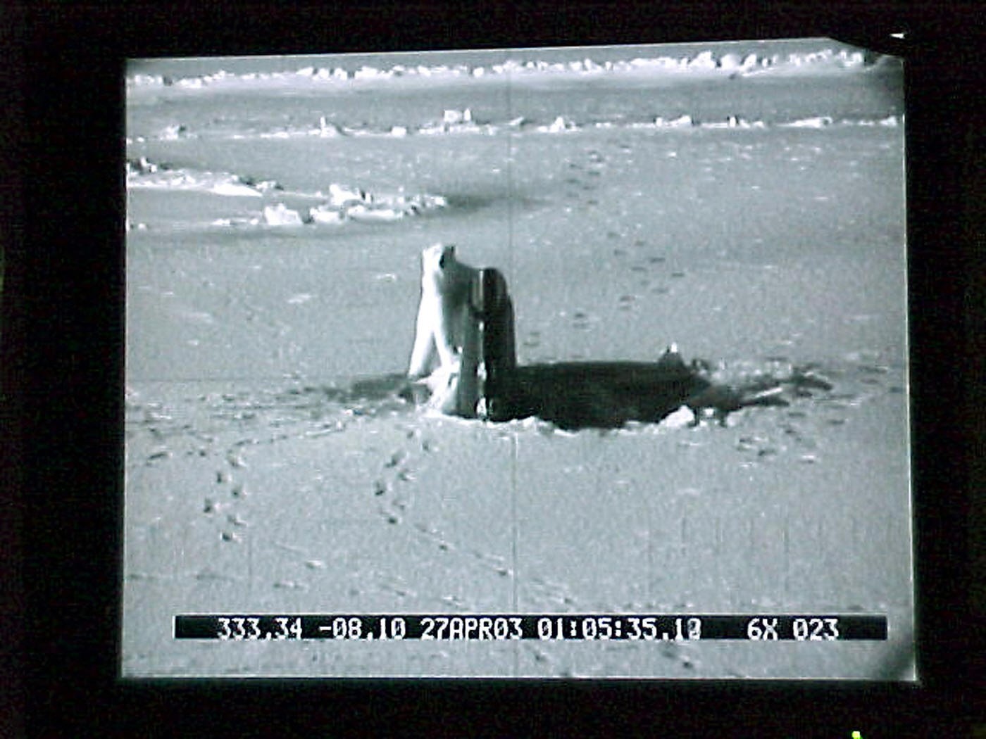 ssn-22 uss connecticut seawolf class attack submarine us navy exercise icex 03 arctic ocean 29 polar bear